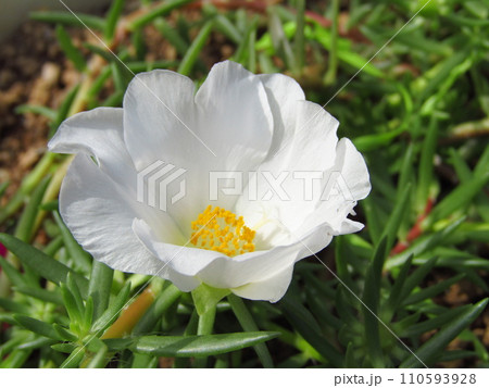 7~9月の夏に咲く白色の花スベリヒユ科のマツバボタン。 7~9月の夏に咲く白色の花スベリヒユ科のマツバボタン。 110593928