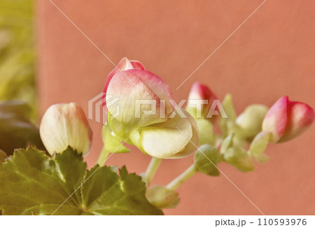 Flowering plant of begonia Flowering plant of begonia 110593976