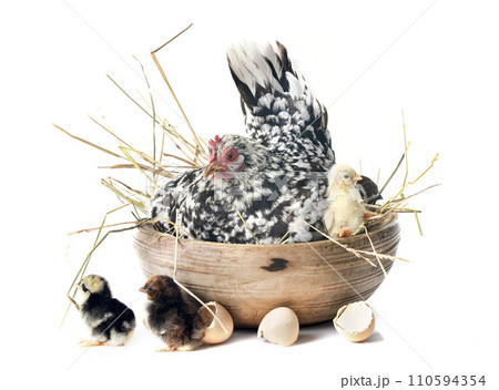 serama chicken and chicks 110594354
