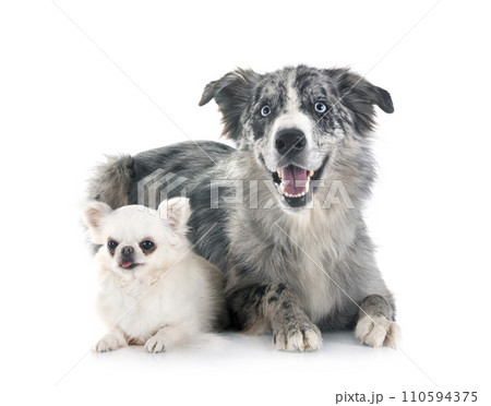 border collie and chihuahua in studio border collie and chihuahua in studio 110594375