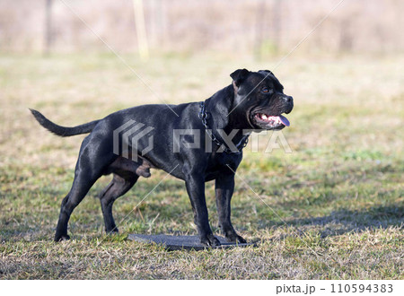obedience training with a staffie obedience training with a staffie 110594383