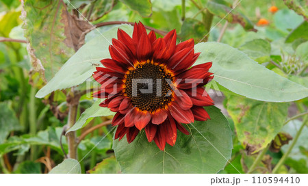 Sunflowers is growing in rural garden. Open ground flat bed into the garden. Decorative flowers. Farming background. Sunflowers is growing in rural garden. Open ground flat bed into the garden. Decorative flowers. Farming background. 110594410