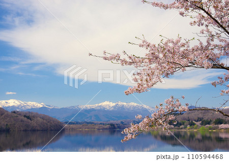 桜と蔵王連峰(釜房湖)【宮城県川崎町】 桜と蔵王連峰(釜房湖)【宮城県川崎町】 110594468