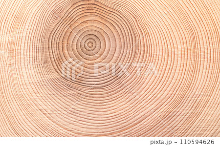 Growth rings of a spruce tree, horizontal cross section, cut through the dried trunk of an European spruce tree, Picea abies, showing annual or tree rings. A new layer of wood is added every year. Growth rings of a spruce tree, horizontal cross section, cut through the dried trunk of an European spruce tree, Picea abies, showing annual or tree rings. A new layer of wood is added every year. 110594626