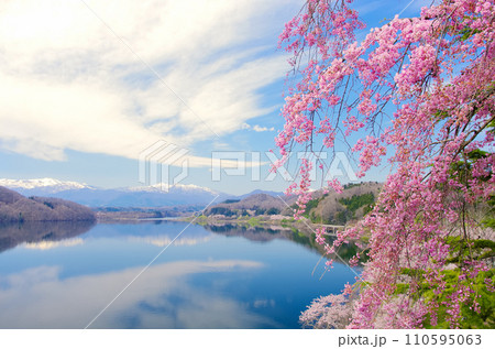 桜と釜房湖（釜房ダム）【宮城県川崎町】 110595063