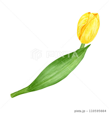 Yellow tulip. Watercolor hand drawn illustration of spring symbol, golden flower. Clip art for Easter, Mothers Day, Womens Day, March 8 cards, wedding, farmer and floristic prints, travelbook, packing 110595664