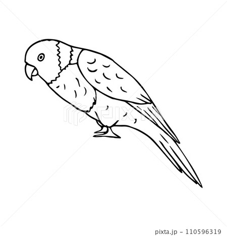 Vector hand drawn doodle sketch lory parrot 110596319