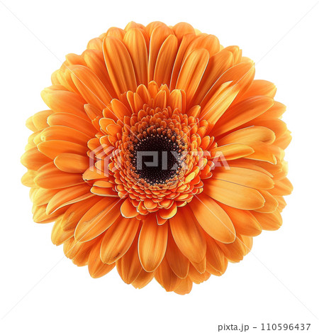 orange gerbera flower isolated 110596437