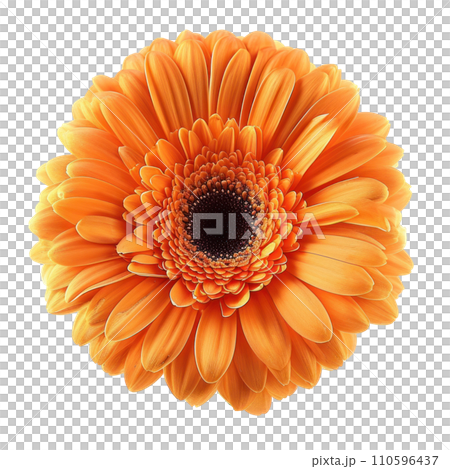 orange gerbera flower isolated 110596437