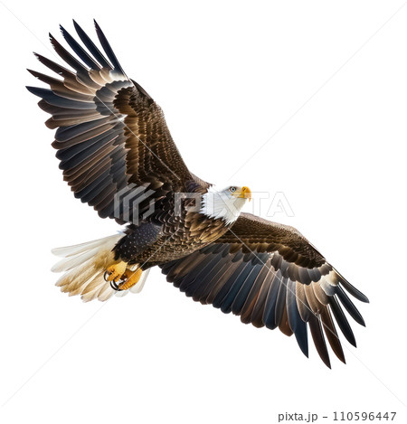 American Eagle flying isolated American Eagle flying isolated 110596447