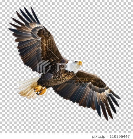 American Eagle flying isolated American Eagle flying isolated 110596447