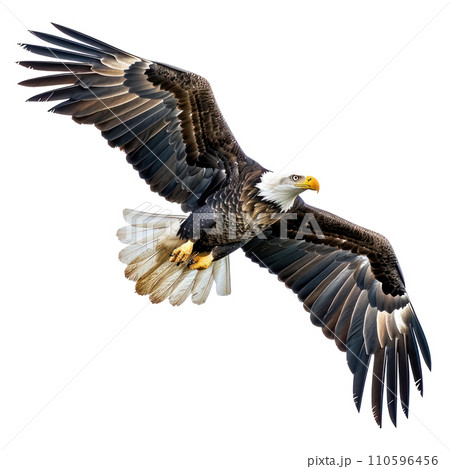 American Eagle flying isolated 110596456