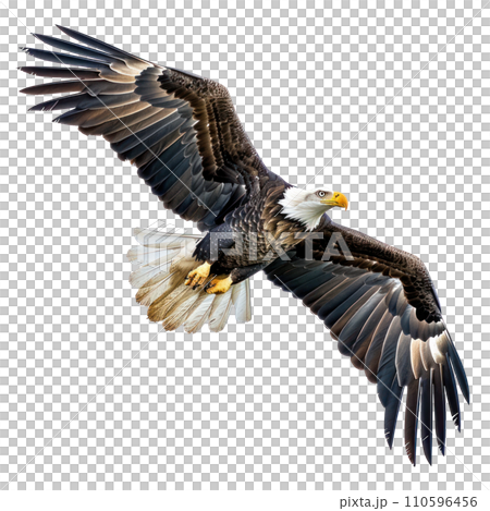 American Eagle flying isolated 110596456