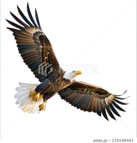 American Eagle flying isolated 110596461