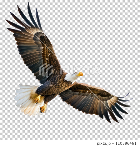 American Eagle flying isolated 110596461