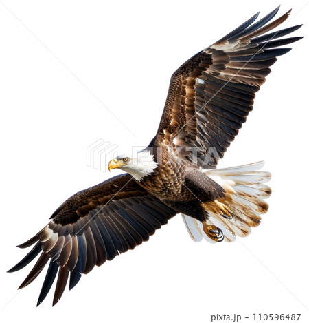 American Eagle flying isolated 110596487