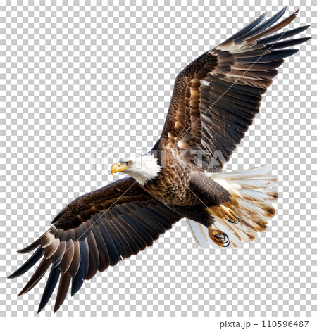 American Eagle flying isolated 110596487