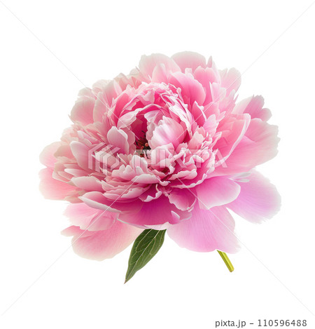 pink peony flower isolated 110596488