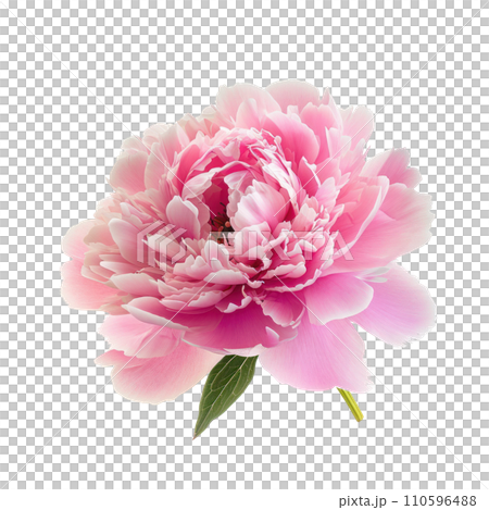 pink peony flower isolated 110596488