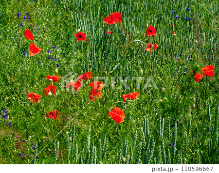 Red poppies stand out amidst tall green wheat stalks. 110596667