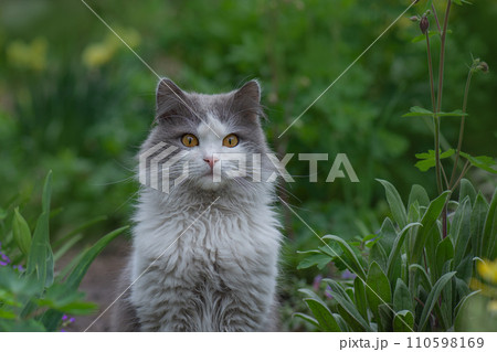 Need for pets to be outdoors in the garden. Adorable cat in the garden free to roam. 110598169