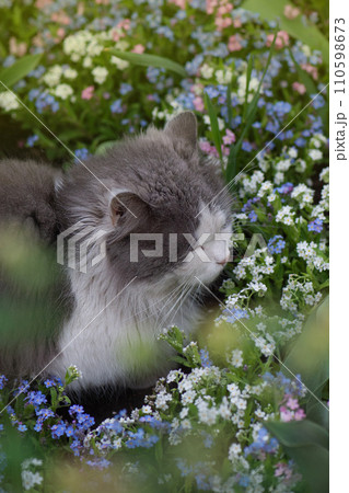Cat on a background of flower field.  110598673