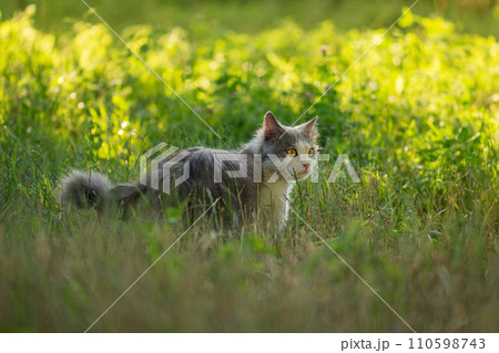 Lovely kitten portrait outdoors Lovely kitten portrait outdoors 110598743