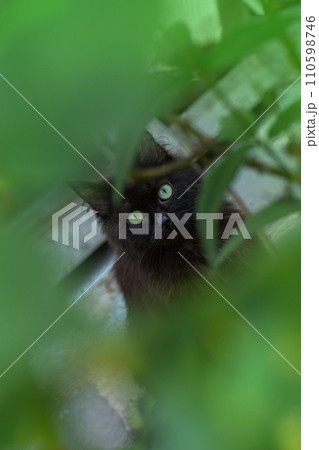 Lovely kitten portrait outdoors  110598746