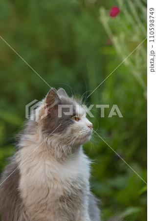 Lovely kitten portrait outdoors  110598749