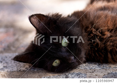 Funny curious happy cat playing in nature 110598947