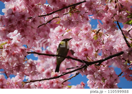 河津桜と枝に憩うメジロ white-eye resting on cherry branch 110599988