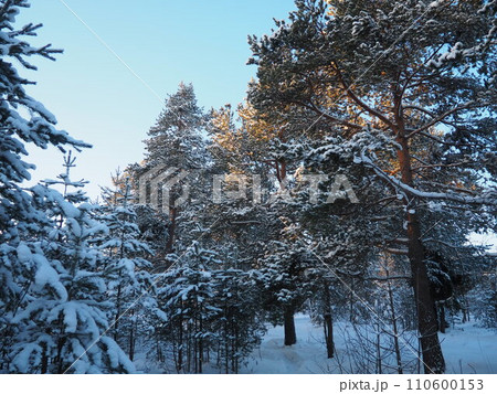 Pine forest in winter during the day in severe frost, Karelia. Snow on the coniferous branches. Frosty sunny weather anticyclone. Scots pine Pinus sylvestris is a plant pine Pinus of Pine Pinaceae 110600153