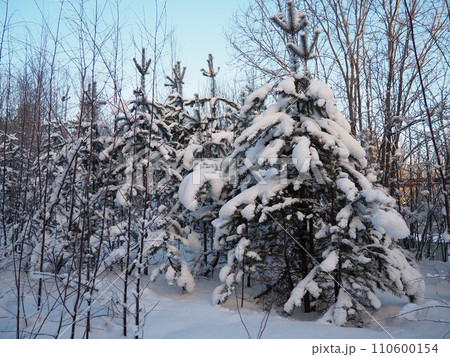 Pine forest in winter during the day in severe frost, Karelia. Snow on the coniferous branches. Frosty sunny weather anticyclone. Scots pine Pinus sylvestris is a plant pine Pinus of Pine Pinaceae 110600154