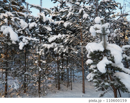 Pine forest in winter during the day in severe frost, Karelia. Snow on the coniferous branches. Frosty sunny weather anticyclone. Scots pine Pinus sylvestris is a plant pine Pinus of Pine Pinaceae 110600159