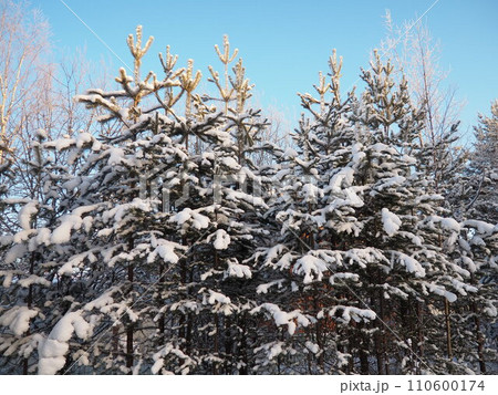 Pine forest in winter during the day in severe frost, Karelia. Snow on the coniferous branches. Frosty sunny weather anticyclone. Scots pine Pinus sylvestris is a plant pine Pinus of Pine Pinaceae 110600174