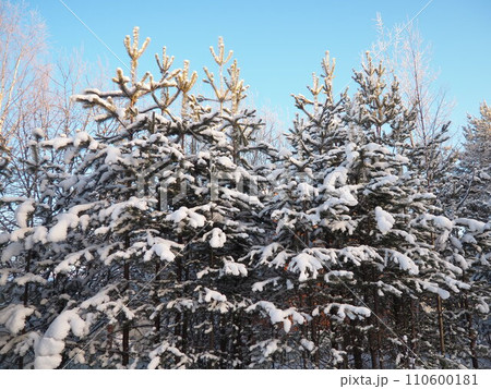 Pine forest in winter during the day in severe frost, Karelia. Snow on the coniferous branches. Frosty sunny weather anticyclone. Scots pine Pinus sylvestris is a plant pine Pinus of Pine Pinaceae 110600181