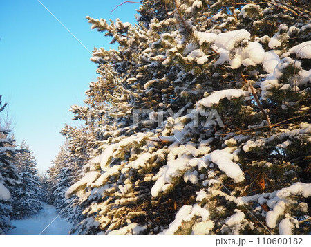 Pine forest in winter during the day in severe frost, Karelia. Snow on the coniferous branches. Frosty sunny weather anticyclone. Scots pine Pinus sylvestris is a plant pine Pinus of Pine Pinaceae 110600182