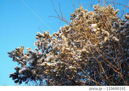 Pine forest in winter during the day in severe frost, Karelia. Snow on the coniferous branches. Frosty sunny weather anticyclone. Scots pine Pinus sylvestris is a plant pine Pinus of Pine Pinaceae 110600191