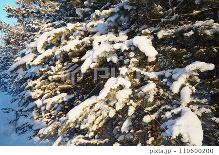 Pine forest in winter during the day in severe frost, Karelia. Snow on the coniferous branches. Frosty sunny weather anticyclone. Scots pine Pinus sylvestris is a plant pine Pinus of Pine Pinaceae 110600200
