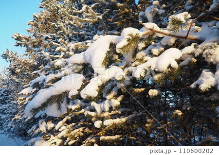 Pine forest in winter during the day in severe frost, Karelia. Snow on the coniferous branches. Frosty sunny weather anticyclone. Scots pine Pinus sylvestris is a plant pine Pinus of Pine Pinaceae 110600202