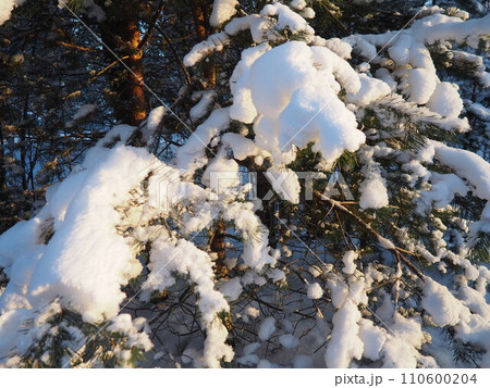Pine forest in winter during the day in severe frost, Karelia. Snow on the coniferous branches. Frosty sunny weather anticyclone. Scots pine Pinus sylvestris is a plant pine Pinus of Pine Pinaceae 110600204
