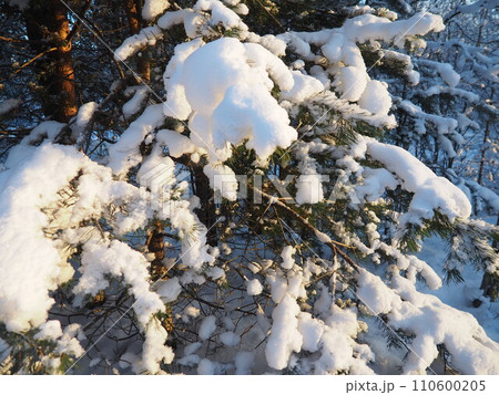 Pine forest in winter during the day in severe frost, Karelia. Snow on the coniferous branches. Frosty sunny weather anticyclone. Scots pine Pinus sylvestris is a plant pine Pinus of Pine Pinaceae Pine forest in winter during the day in severe frost, Karelia. Snow on the coniferous branches. Frosty sunny weather anticyclone. Scots pine Pinus sylvestris is a plant pine Pinus of Pine Pinaceae 110600205