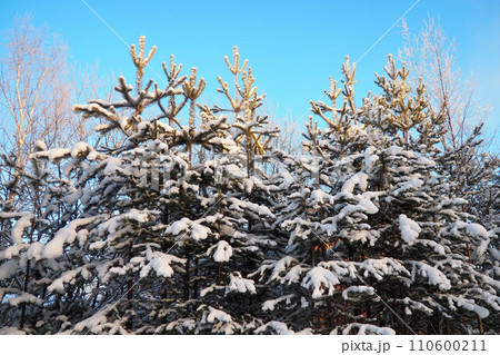 Pine forest in winter during the day in severe frost, Karelia. Snow on the coniferous branches. Frosty sunny weather anticyclone. Scots pine Pinus sylvestris is a plant pine Pinus of Pine Pinaceae 110600211