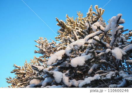 Pine forest in winter during the day in severe frost, Karelia. Snow on the coniferous branches. Frosty sunny weather anticyclone. Scots pine Pinus sylvestris is a plant pine Pinus of Pine Pinaceae 110600246