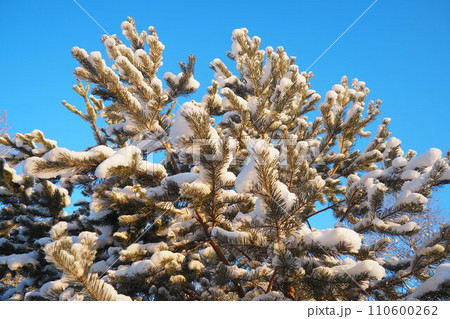 Pine forest in winter during the day in severe frost, Karelia. Snow on the coniferous branches. Frosty sunny weather anticyclone. Scots pine Pinus sylvestris is a plant pine Pinus of Pine Pinaceae Pine forest in winter during the day in severe frost, Karelia. Snow on the coniferous branches. Frosty sunny weather anticyclone. Scots pine Pinus sylvestris is a plant pine Pinus of Pine Pinaceae 110600262