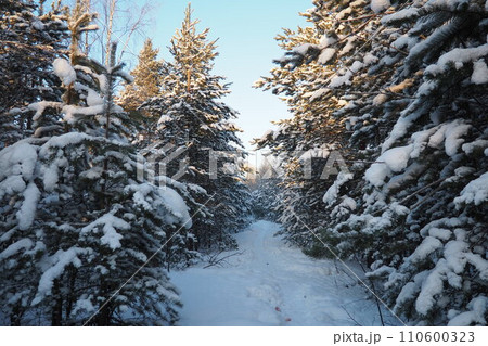 Pine forest in winter during the day in severe frost, Karelia. Snow on the coniferous branches. Frosty sunny weather anticyclone. Scots pine Pinus sylvestris is a plant pine Pinus of Pine Pinaceae Pine forest in winter during the day in severe frost, Karelia. Snow on the coniferous branches. Frosty sunny weather anticyclone. Scots pine Pinus sylvestris is a plant pine Pinus of Pine Pinaceae 110600323