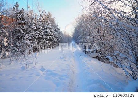Pine forest in winter during the day in severe frost, Karelia. Snow on the coniferous branches. The production chimney produces a lot of white smoke. Path in the snow. Walk through the winter forest. 110600328