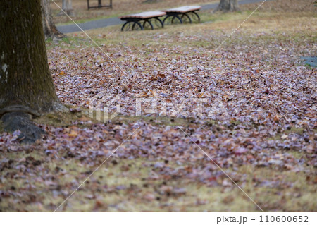 落ち葉の絨毯と冬の公園 110600652