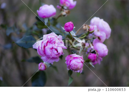 ピンクのバラの花 110600653