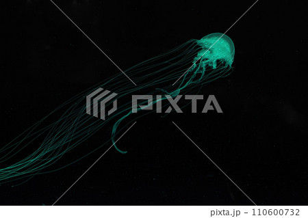 Fluorescent jellyfish swimming underwater aquarium pool. Fluorescent jellyfish swimming underwater aquarium pool. 110600732